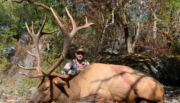 Elk hunting CA